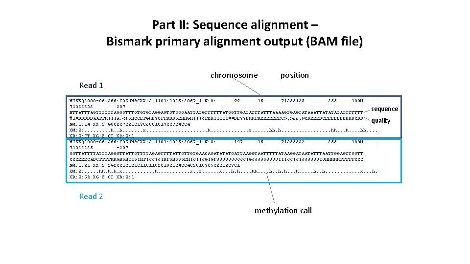Part II: Sequence alignment – Bismark primary alignment output (BAM file) Read 1 chromosome