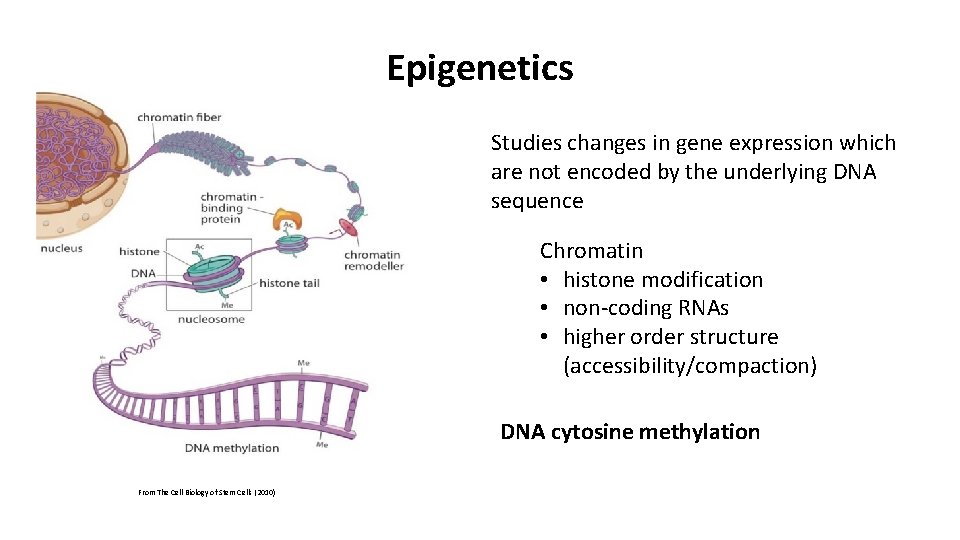 Epigenetics Studies changes in gene expression which are not encoded by the underlying DNA