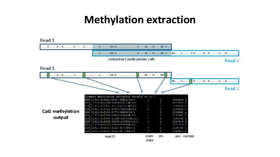 Methylation extraction Read 1. . Z. . . h. . . . x. .