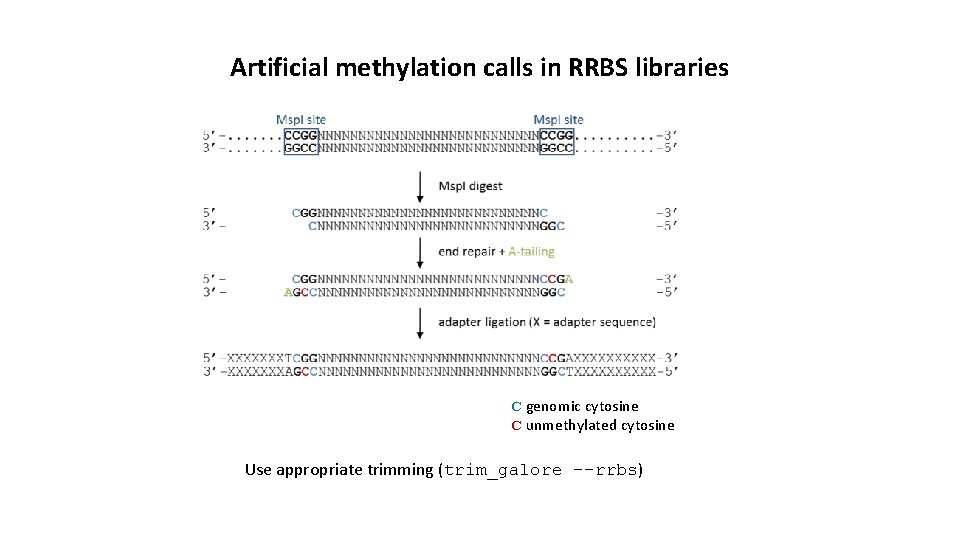 Artificial methylation calls in RRBS libraries C genomic cytosine C unmethylated cytosine Use appropriate