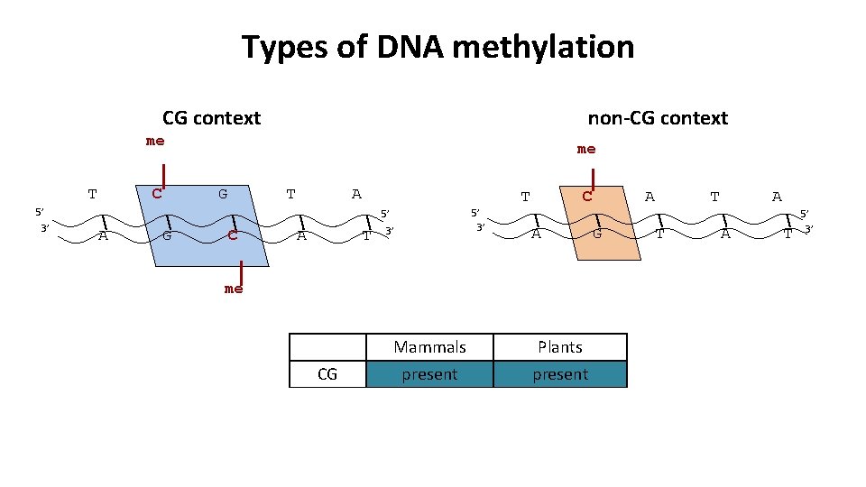 Types of DNA methylation CG context non-CG context me T C me G T