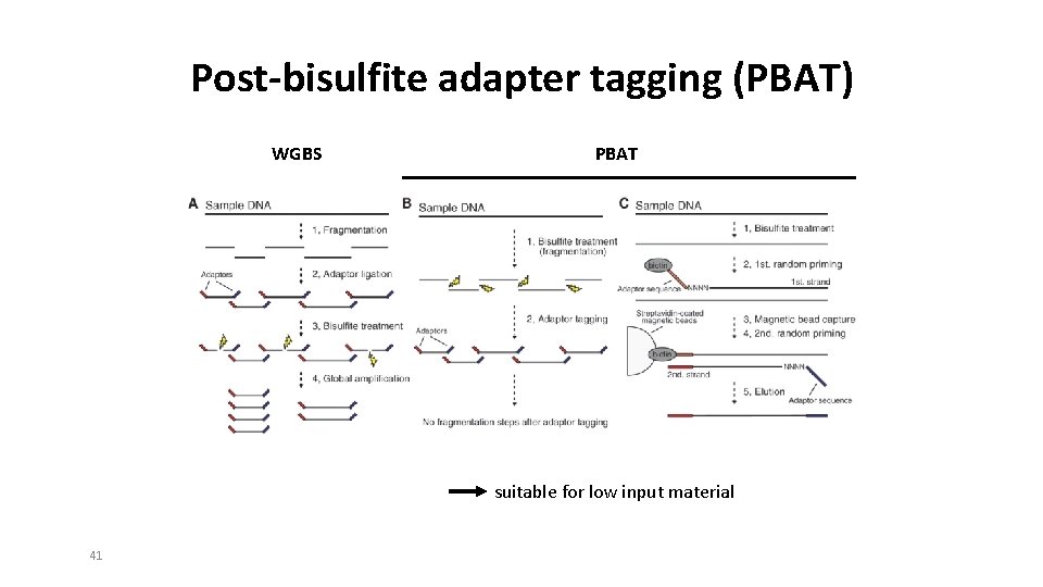 Post-bisulfite adapter tagging (PBAT) WGBS PBAT suitable for low input material 41 