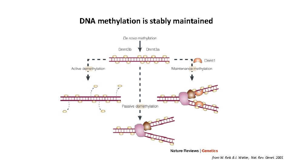 DNA methylation is stably maintained from W. Reik & J. Walter, Nat. Rev. Genet.