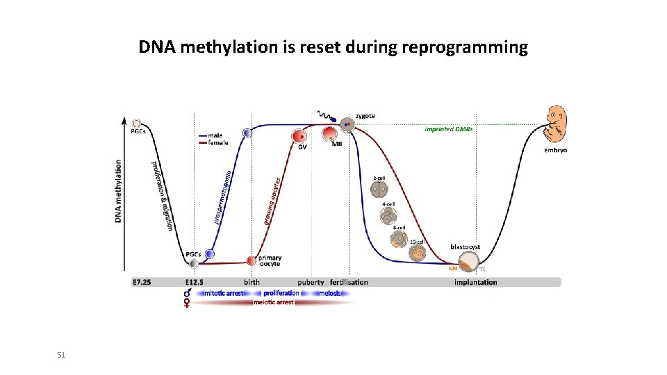 DNA methylation is reset during reprogramming 51 