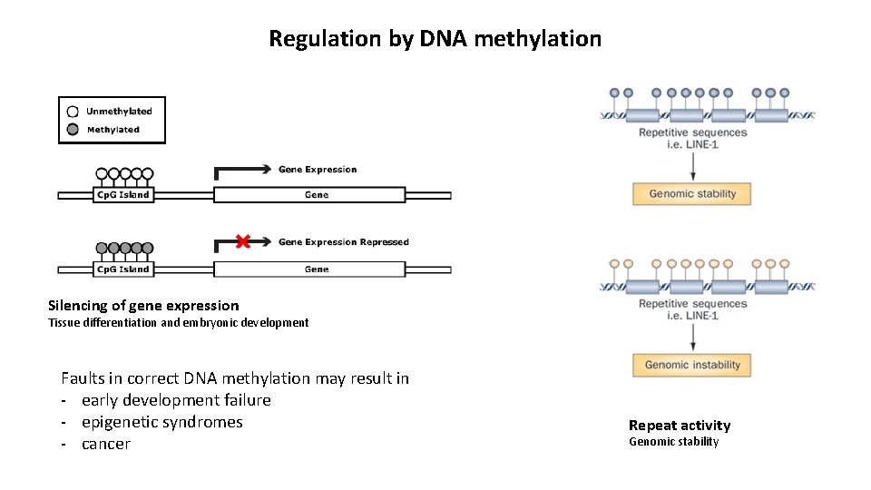 Regulation by DNA methylation Silencing of gene expression Tissue differentiation and embryonic development Faults