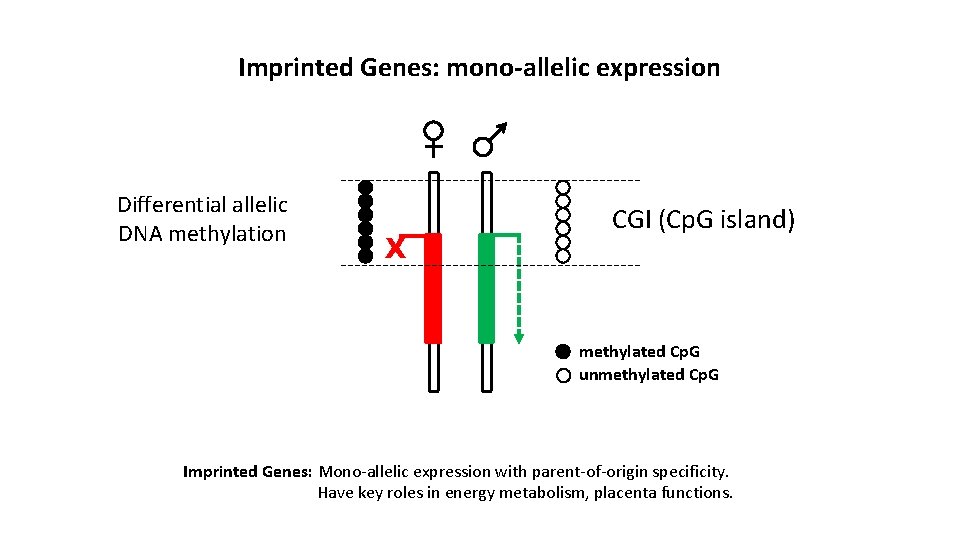 Imprinted Genes: mono-allelic expression Differential allelic DNA methylation X CGI (Cp. G island) methylated