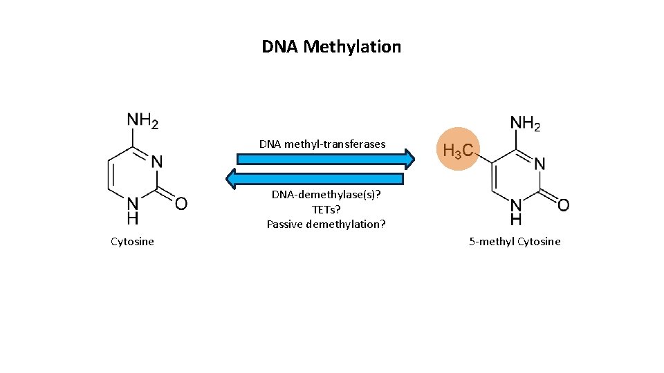 DNA Methylation DNA methyl-transferases DNA-demethylase(s)? TETs? Passive demethylation? Cytosine 5 -methyl Cytosine 