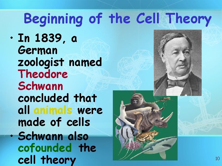 Beginning of the Cell Theory • In 1839, a German zoologist named Theodore Schwann