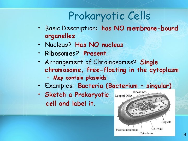 Prokaryotic Cells • Basic Description: has NO membrane-bound organelles • Nucleus? Has NO nucleus