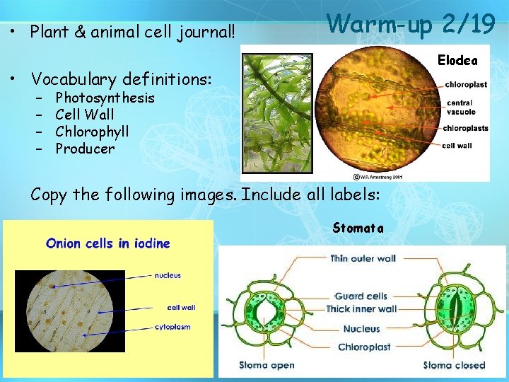  • Plant & animal cell journal! Warm-up 2/19 Elodea • Vocabulary definitions: –