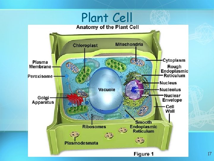 Plant Cell 17 
