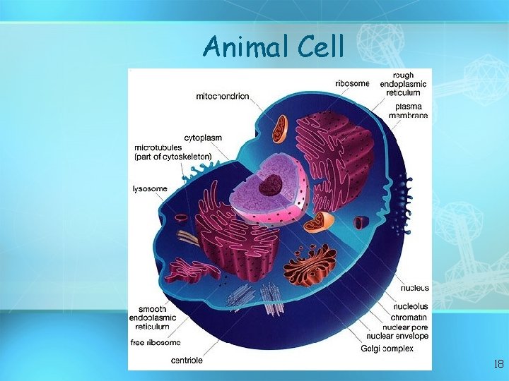 Animal Cell 18 