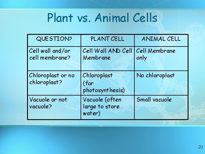Plant vs. Animal Cells QUESTION? PLANT CELL ANIMAL CELL Cell wall and/or cell membrane?