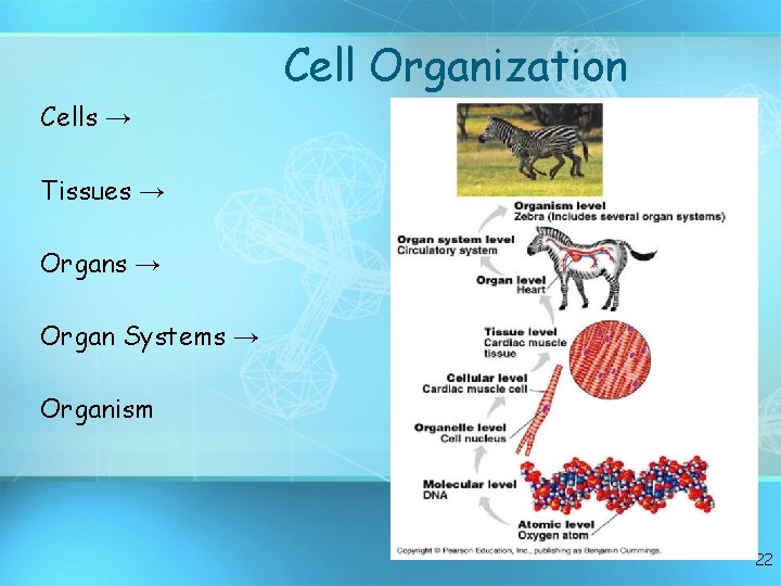 Cell Organization Cells → Tissues → Organ Systems → Organism 22 