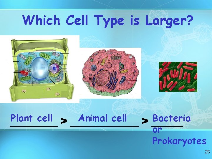 Which Cell Type is Larger? Plant cell > _______ Animal cell Bacteria _____ >
