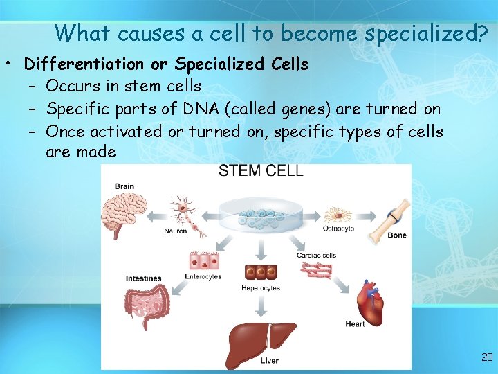 What causes a cell to become specialized? • Differentiation or Specialized Cells – Occurs