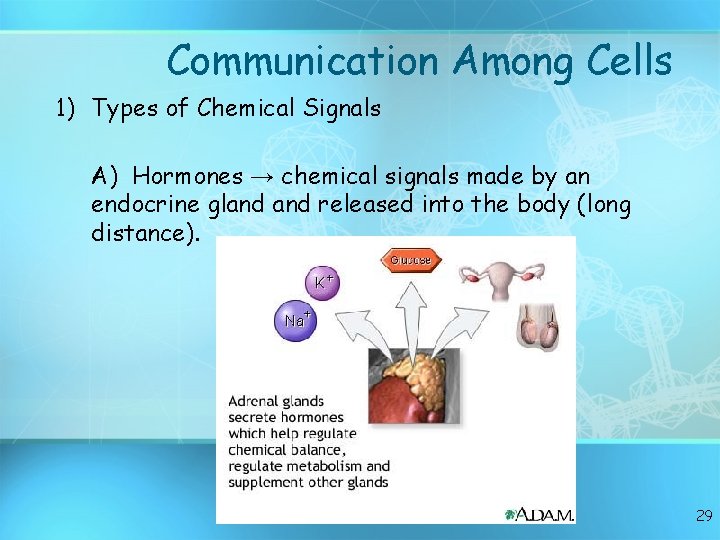 Communication Among Cells 1) Types of Chemical Signals A) Hormones → chemical signals made