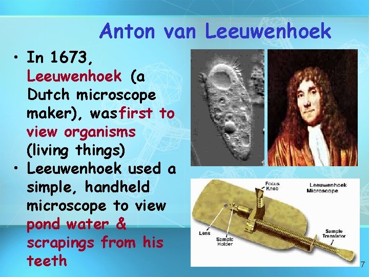 Anton van Leeuwenhoek • In 1673, Leeuwenhoek (a Dutch microscope maker), was first to