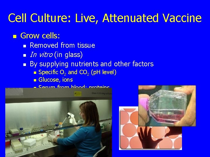 Cell Culture: Live, Attenuated Vaccine n Grow cells: n n n Removed from tissue
