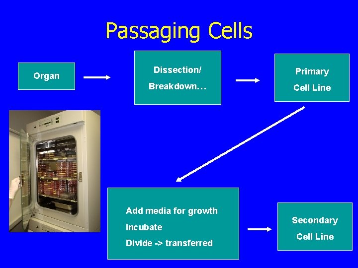 Passaging Cells Organ Dissection/ Primary Breakdown… Cell Line Add media for growth Incubate Divide