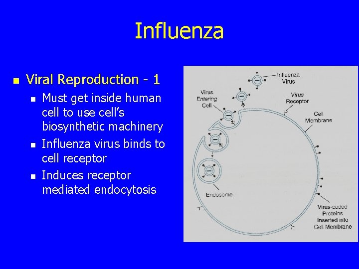 Influenza n Viral Reproduction - 1 n n n Must get inside human cell