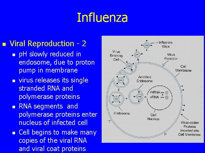 Influenza n Viral Reproduction - 2 n n p. H slowly reduced in endosome,