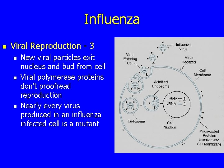 Influenza n Viral Reproduction - 3 n n n New viral particles exit nucleus