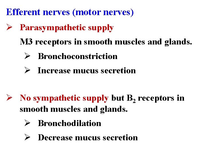 Efferent nerves (motor nerves) Ø Parasympathetic supply M 3 receptors in smooth muscles and