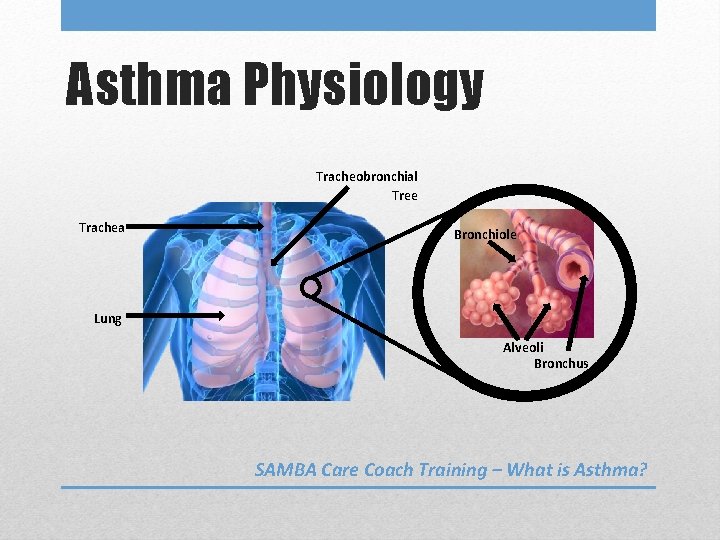 Asthma Physiology Tracheobronchial Tree Trachea Bronchiole Lung Alveoli Bronchus SAMBA Care Coach Training –