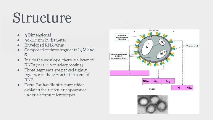 Structure ● ● ● ● 3 Dimensional 90 -110 nm in diameter Enveloped RNA
