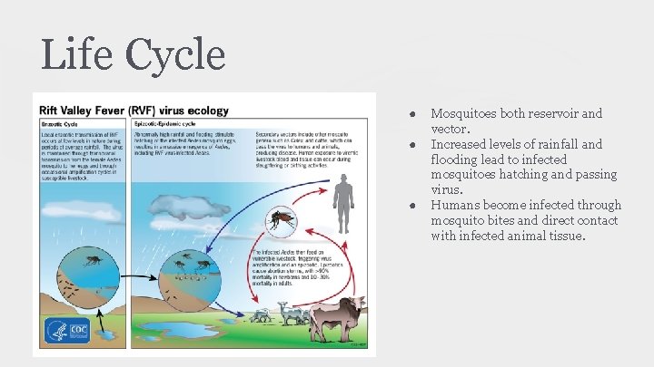 Life Cycle ● ● ● Mosquitoes both reservoir and vector. Increased levels of rainfall