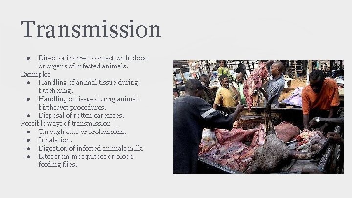 Transmission ● Direct or indirect contact with blood or organs of infected animals. Examples