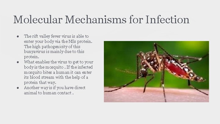 Molecular Mechanisms for Infection ● ● ● The rift valley fever virus is able