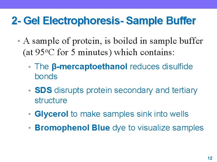 2 - Gel Electrophoresis- Sample Buffer • A sample of protein, is boiled in