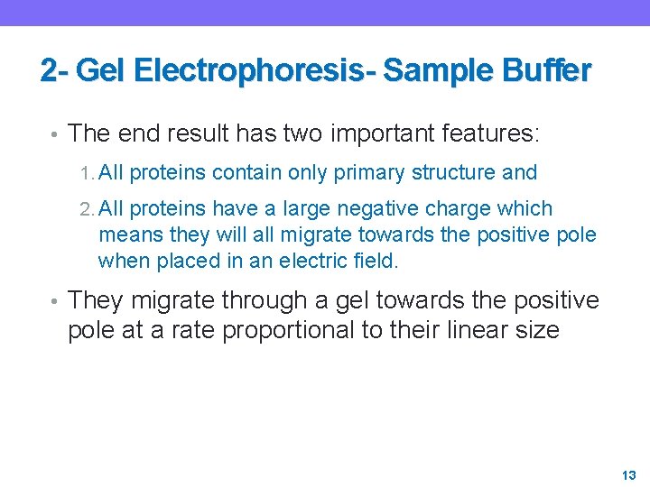 2 - Gel Electrophoresis- Sample Buffer • The end result has two important features: