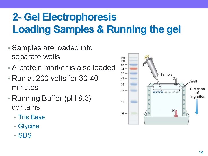 2 - Gel Electrophoresis Loading Samples & Running the gel • Samples are loaded