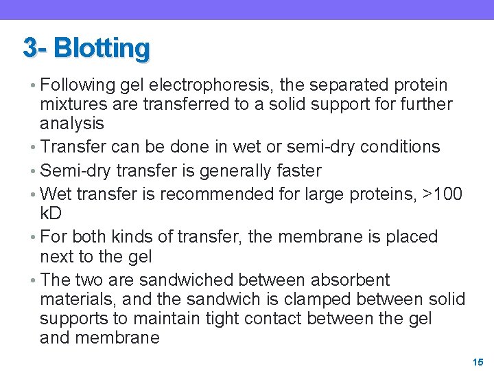 3 - Blotting • Following gel electrophoresis, the separated protein mixtures are transferred to