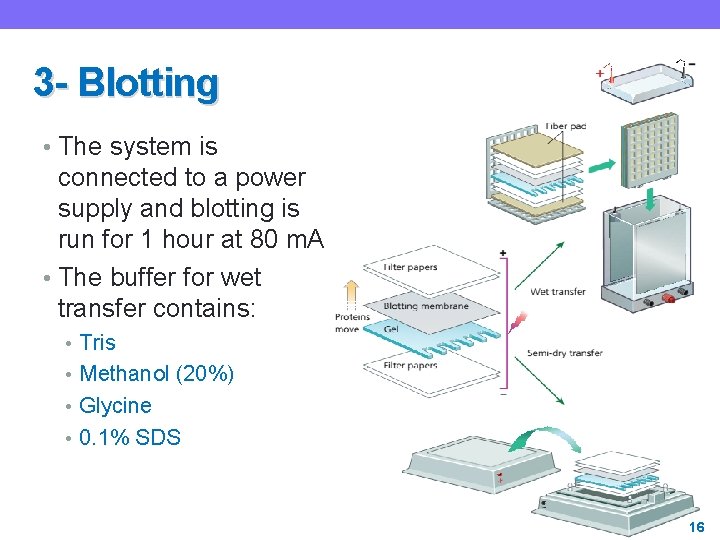3 - Blotting • The system is connected to a power supply and blotting