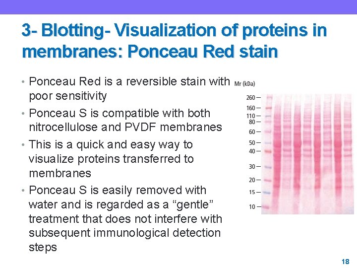 3 - Blotting- Visualization of proteins in membranes: Ponceau Red stain • Ponceau Red