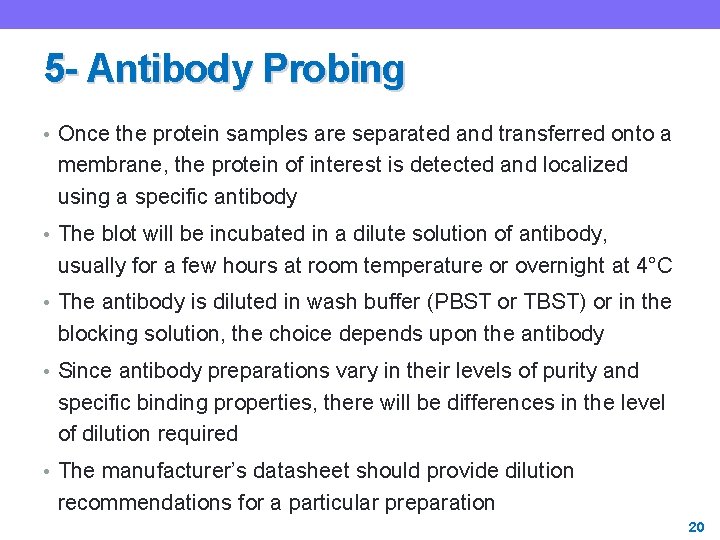 5 - Antibody Probing • Once the protein samples are separated and transferred onto