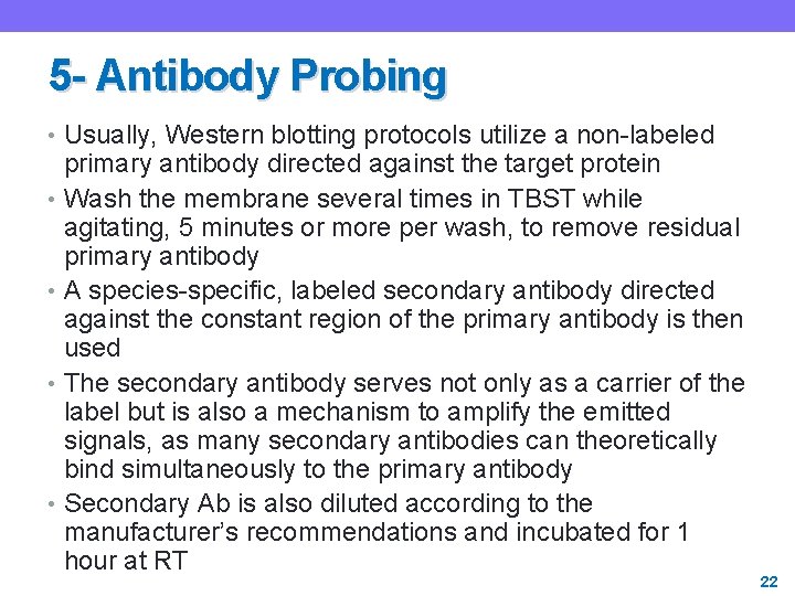 5 - Antibody Probing • Usually, Western blotting protocols utilize a non-labeled primary antibody