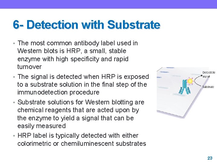 6 - Detection with Substrate • The most common antibody label used in Western