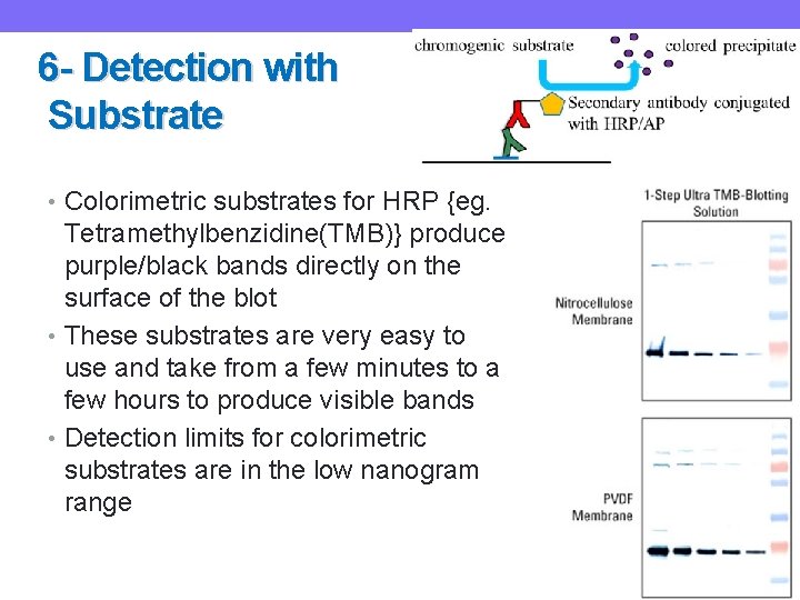 6 - Detection with Substrate • Colorimetric substrates for HRP {eg. Tetramethylbenzidine(TMB)} produce purple/black