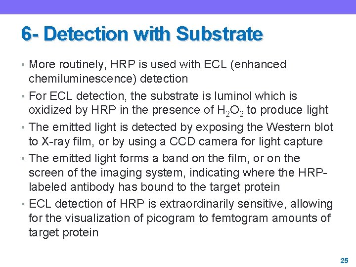 6 - Detection with Substrate • More routinely, HRP is used with ECL (enhanced