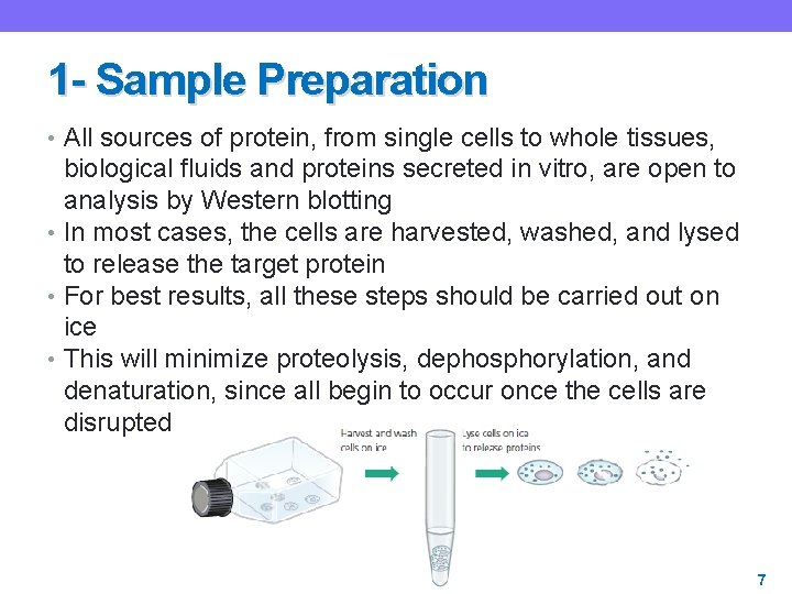 1 - Sample Preparation • All sources of protein, from single cells to whole