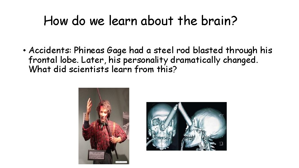 How do we learn about the brain? • Accidents: Phineas Gage had a steel