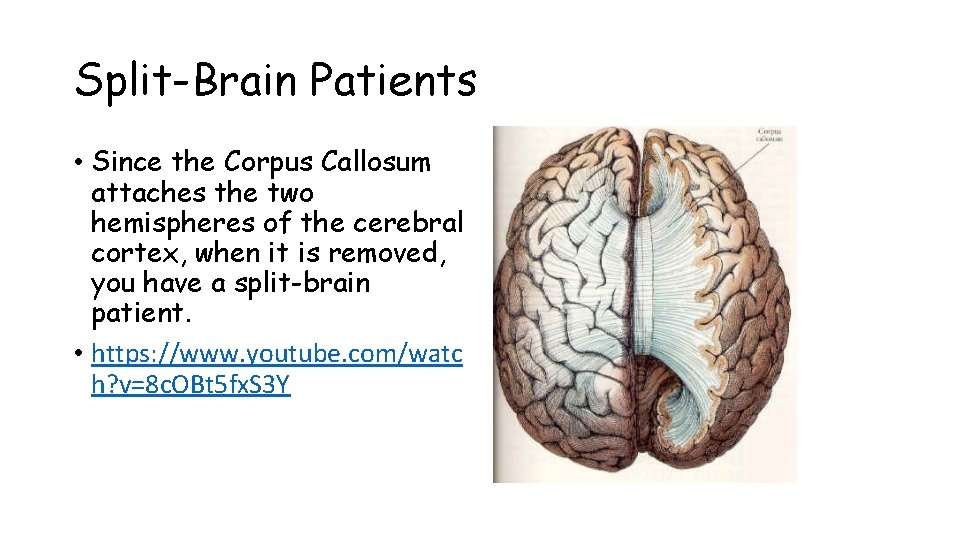 Split-Brain Patients • Since the Corpus Callosum attaches the two hemispheres of the cerebral