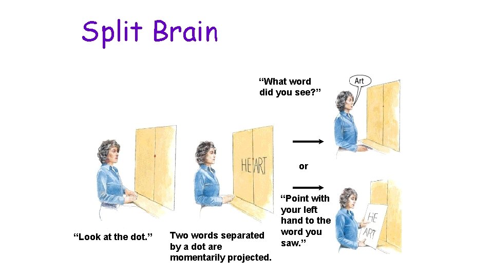 Split Brain “What word did you see? ” or “Look at the dot. ”