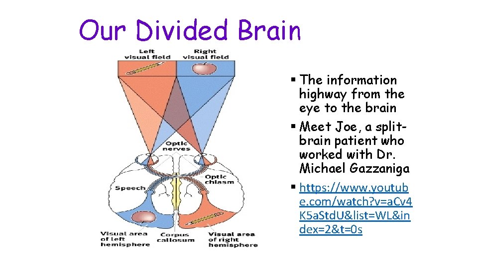 Our Divided Brain § The information highway from the eye to the brain §