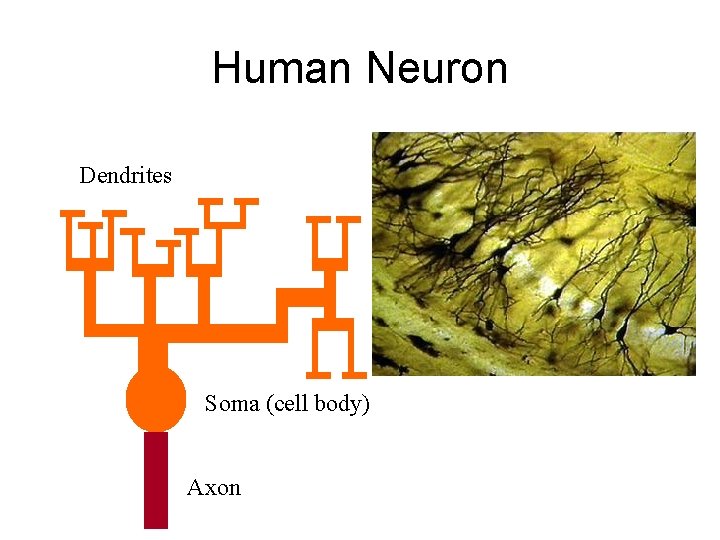 Human Neuron Dendrites Soma (cell body) Axon 